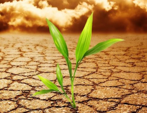 Especialistas pedem que alterações climáticas sejam declaradas emergência global de saúde