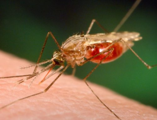  Teste rápido à malária vence primeiro prémio de programa da Universidade Nova