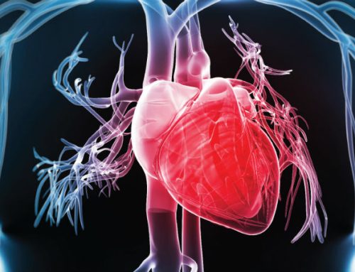  Cientistas criam ‘mapa’ do coração humano em desenvolvimento