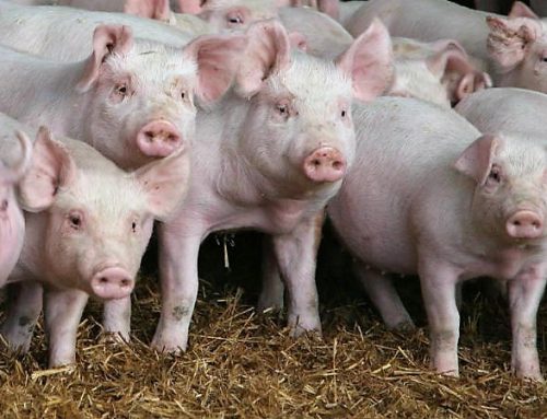 Cientistas restabeleceram circulação sanguínea em porcos mortos