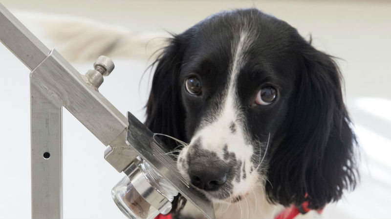 Freya, uma Springer Spaniel que foi treinada para “cheirar” a Malária © Medical Detection Dogs