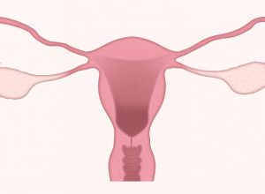 Primeiro atlas celular do ovário abre a porta para prolongar a fertilidade