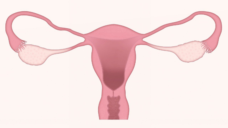 Primeiro atlas celular do ovário abre a porta para prolongar a fertilidade