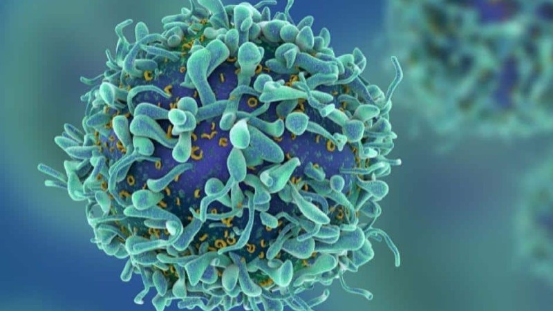 linfócitos t imunidade celular