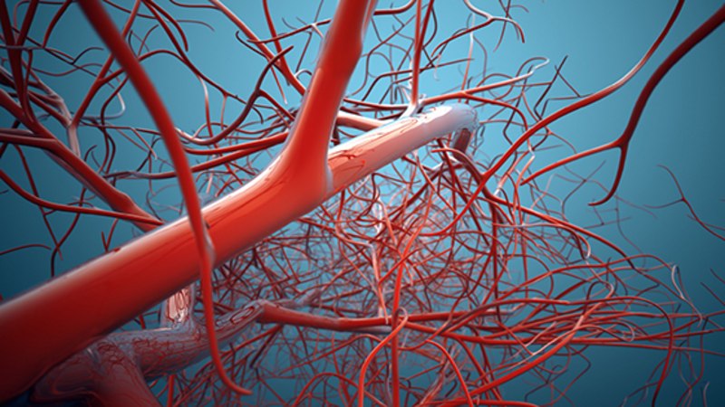 sistema vascular