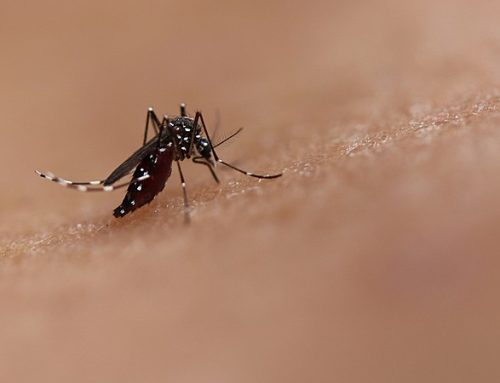  Nova vacina contra a dengue já disponível em Portugal