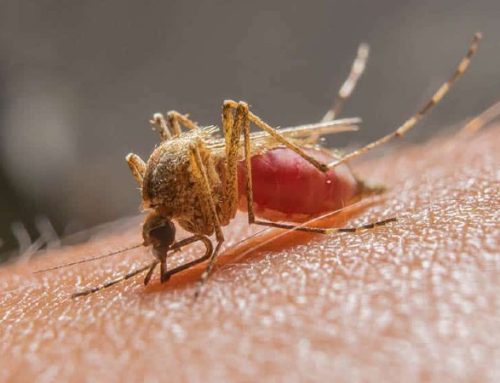 Ex-aluna da UMinho cria pulseira que “engana” mosquitos e previne picadas