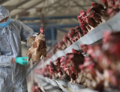  Epidemia de gripe aviária é a maior de sempre na Europa